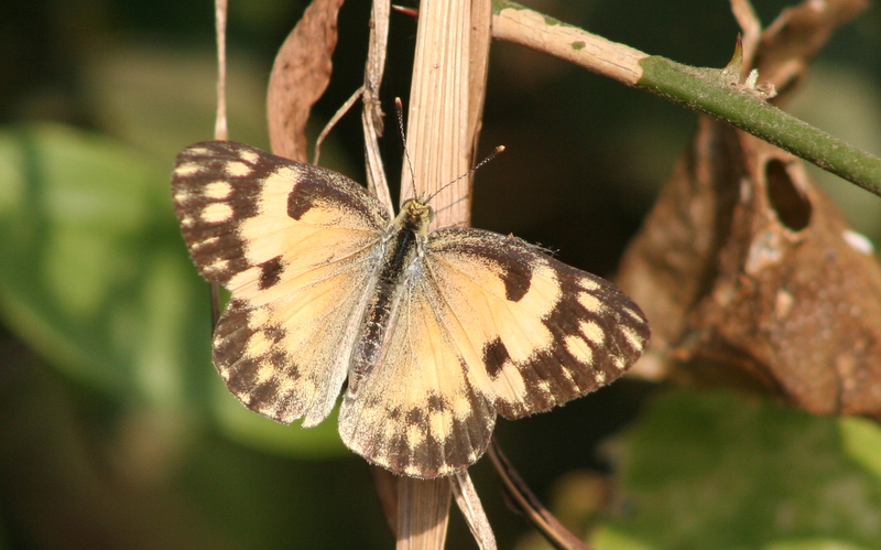 Butterflies